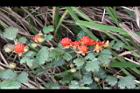 紅梅消-紅實09.JPG