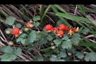 紅梅消-紅實10.JPG