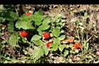 紅梅消-紅實11.jpg