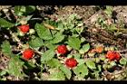 紅梅消-紅實12.jpg