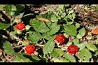 紅梅消-紅實13.jpg