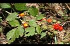 紅梅消-紅實15.jpg