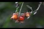 紅梅消-紅實16.JPG