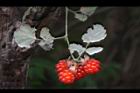 紅梅消-紅實19.JPG