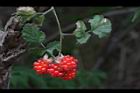 紅梅消-紅實20.JPG