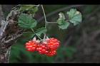 紅梅消-紅實23.JPG