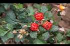 紅梅消-紅實24.JPG