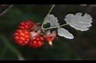 紅梅消-紅實26.JPG