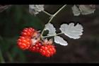 紅梅消-紅實27.JPG