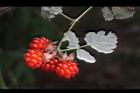 紅梅消-紅實28.JPG