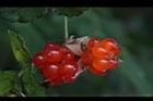 紅梅消-紅實29.JPG