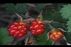紅梅消-紅實31.JPG
