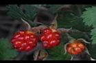 紅梅消-紅實32.JPG
