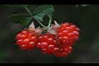 紅梅消-紅實33.JPG