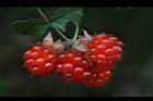 紅梅消-紅實34.JPG