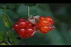 紅梅消-紅實35.JPG