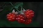 紅梅消-紅實37.JPG