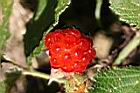 紅梅消-紅實38.jpg