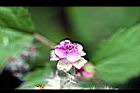 紅梅消-花02.jpg