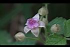 紅梅消-花12.JPG