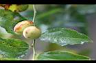 紅棗-果實0.jpg