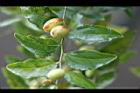 紅棗-果實2.jpg