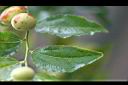 紅棗-果實1.jpg