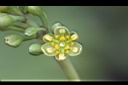 紅楠-花01.jpg