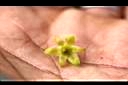 紅楠-花萼01.jpg