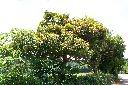 紅楠03.JPG