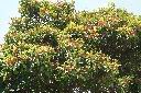 紅楠05.JPG