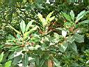 紅楠11.JPG