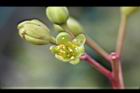 紅楠-花02.jpg