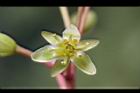 紅楠-花03.jpg