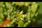 紅楠-花09.jpg