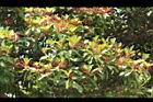 紅楠-花梗00.JPG