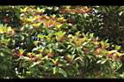 紅楠-花梗01.JPG