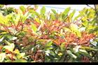 紅楠-花梗02.JPG