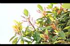 紅楠-花梗03.JPG
