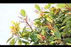 紅楠-花梗04.JPG