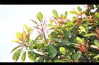 紅楠-花梗05.JPG