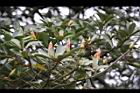 紅楠-花芽09.jpg