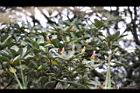 紅楠-花芽10.jpg