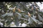 紅楠-花芽19.jpg