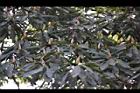 紅楠-花芽24.jpg
