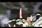 紅楠-花芽27.jpg