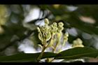 紅楠-花芽30.jpg