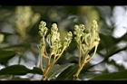 紅楠-花芽31.jpg