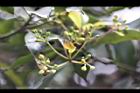 紅楠-花芽35.jpg