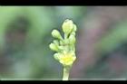 紅楠-花芽37.jpg